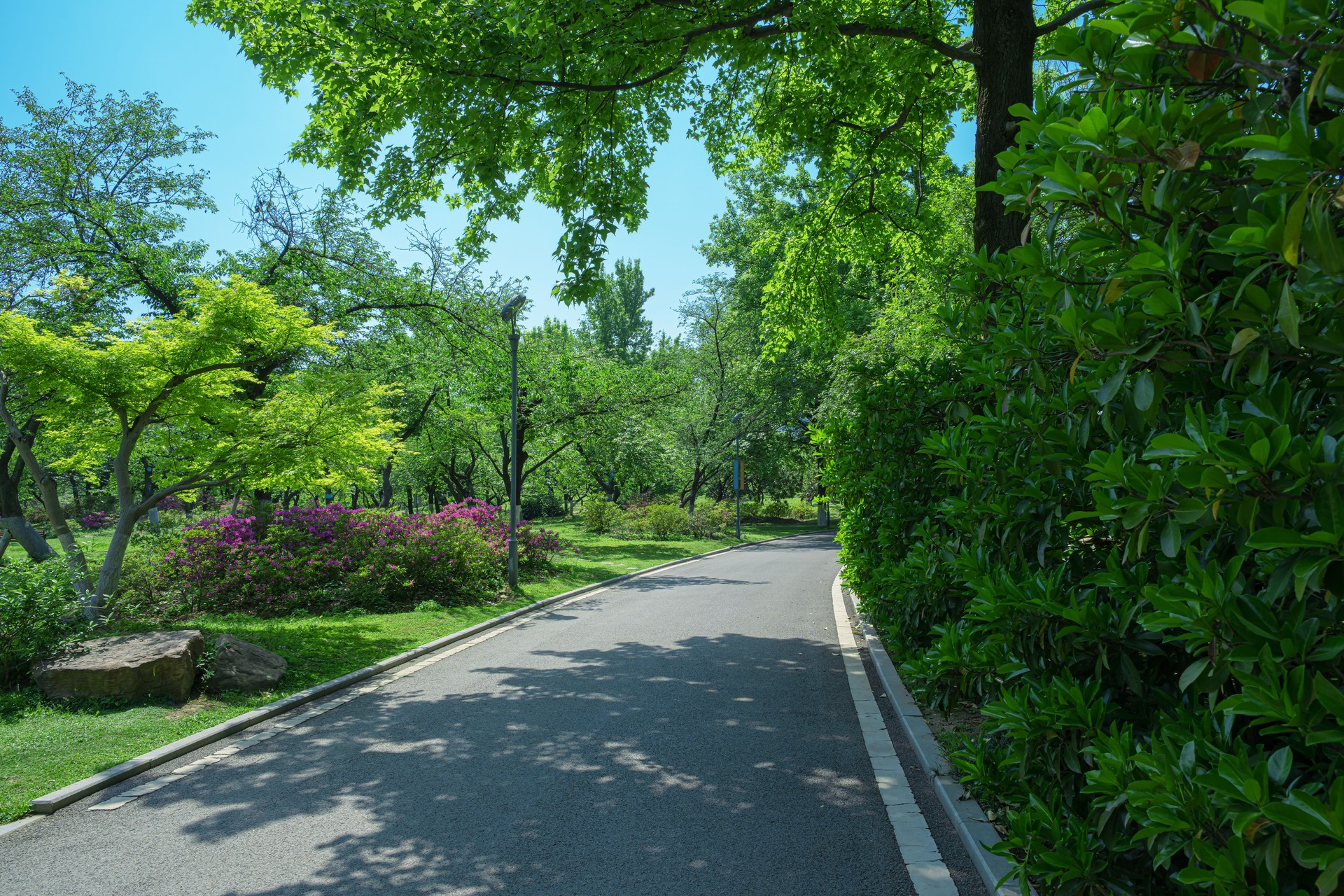 Curved asphalt road and green woods in the public park